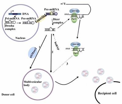 Circulating Exosomal miRNA as Diagnostic Biomarkers of Neurodegenerative Diseases